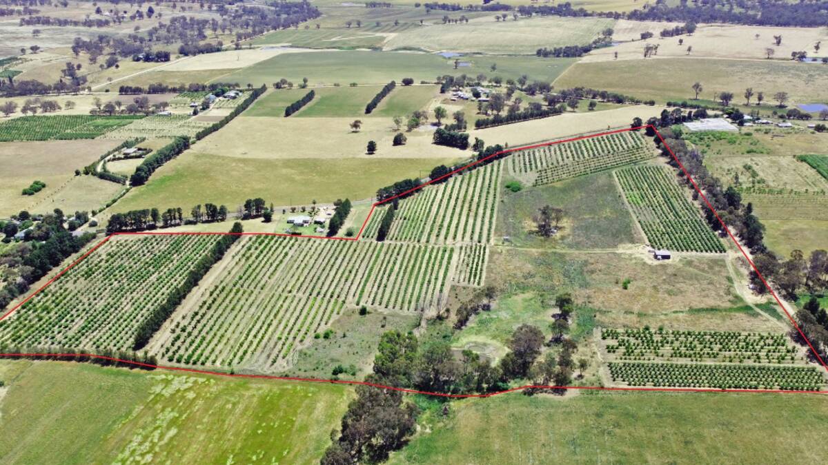 A high production, mixed fruit orchard near Young has hit the market for $850,000. Picture supplied