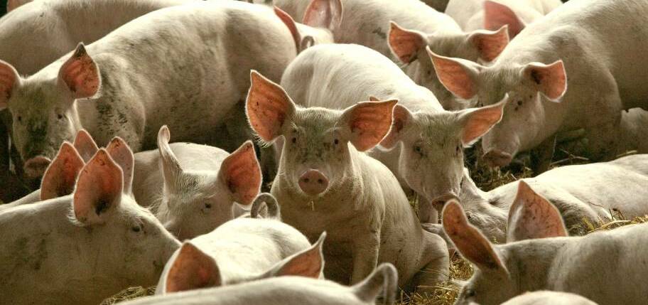 DISEASE THREAT: More outbreaks of African swine fever have been confirmed in Indonesia, heightening fears the disease could come to Australia.