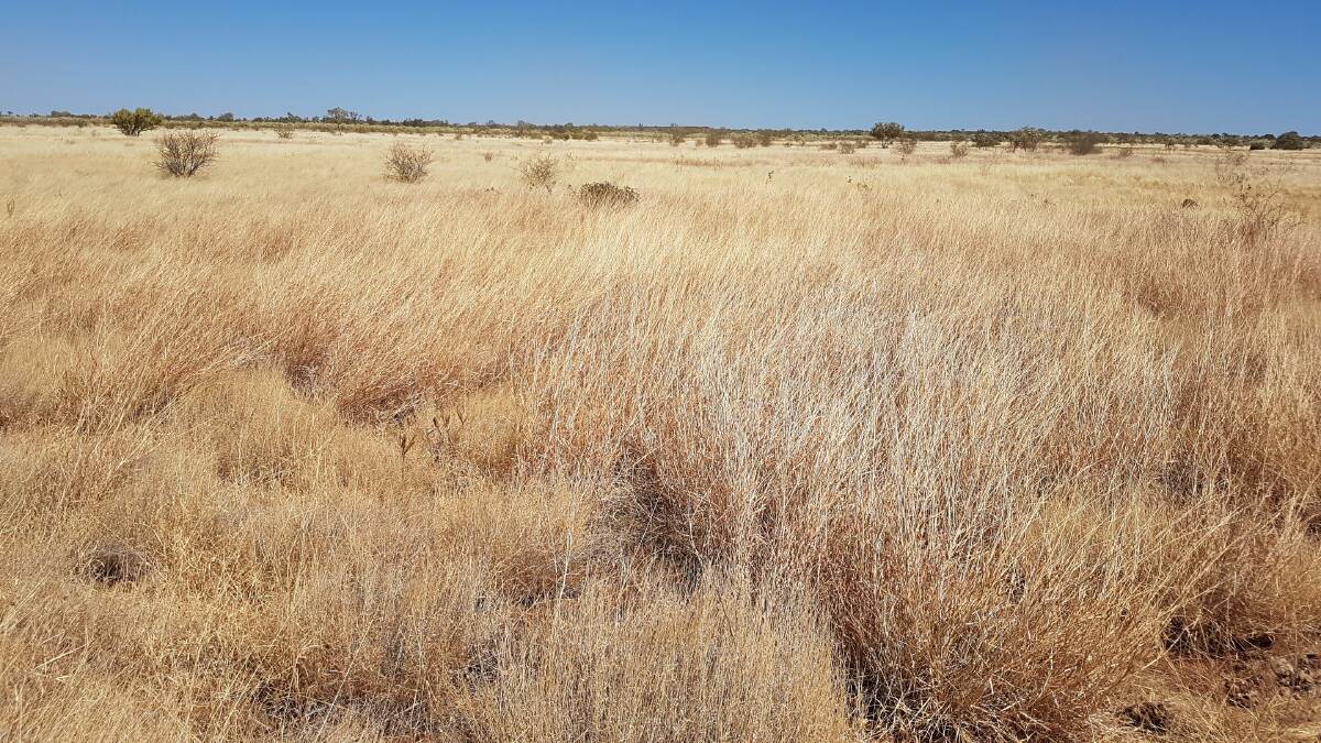 JLL AGRIBUSINESS: The 381,700 hectare NT property Suplejack Downs is being offered at an unreserved auction on June 14.
