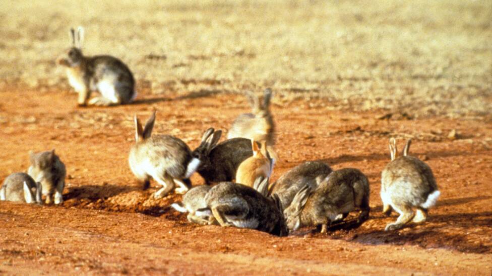 NEW RESEARCH: The removal of rabbits could be good or bad for native mammals.