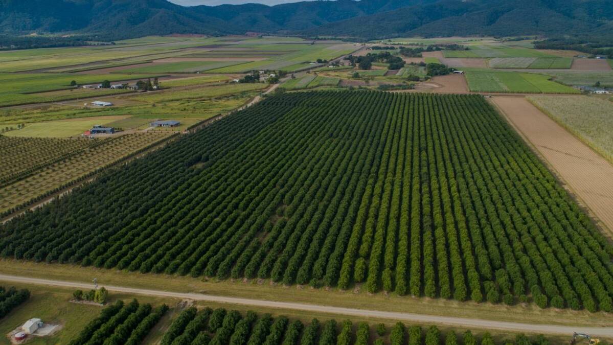 COLLIERS INTERNATIONAL: Mackay Macadamias features 54 hectares of trees with scope for expansion.