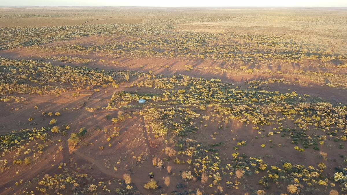 Suplejack Downs covers 381,700 hectares in the Tanami region of the Northern Territory.