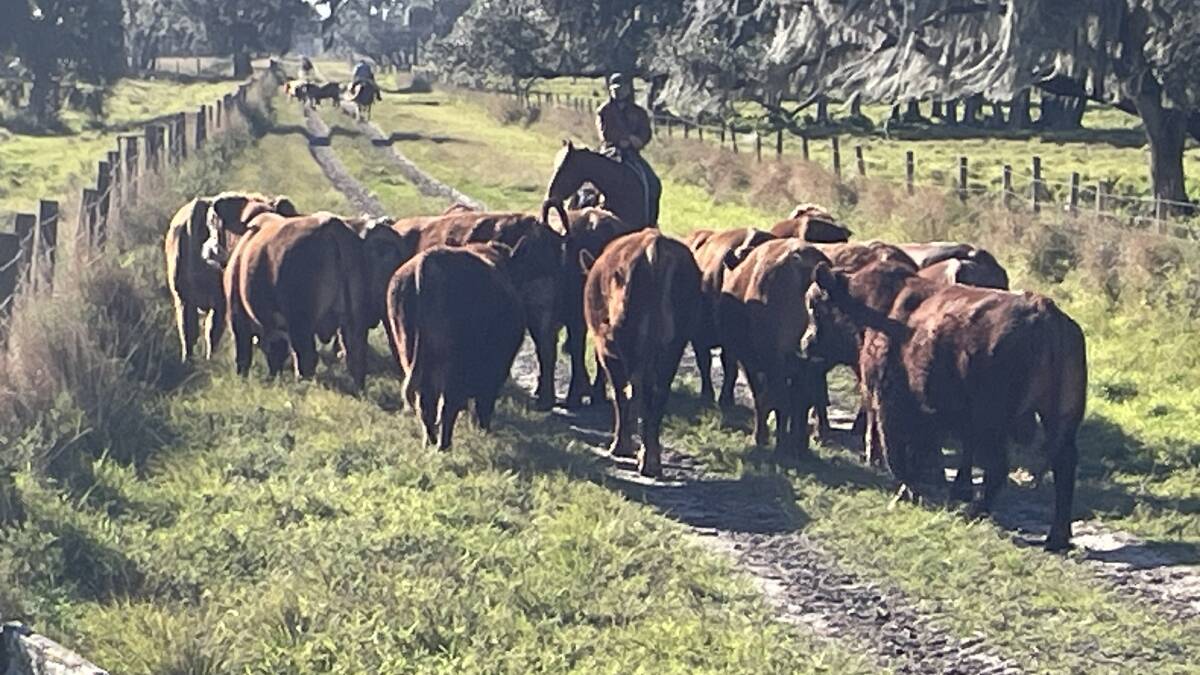 Florida may not often be thought of as a key beef state, but it is without doubt one of the US beef industry's powerhouses. Picture Mark Phelps