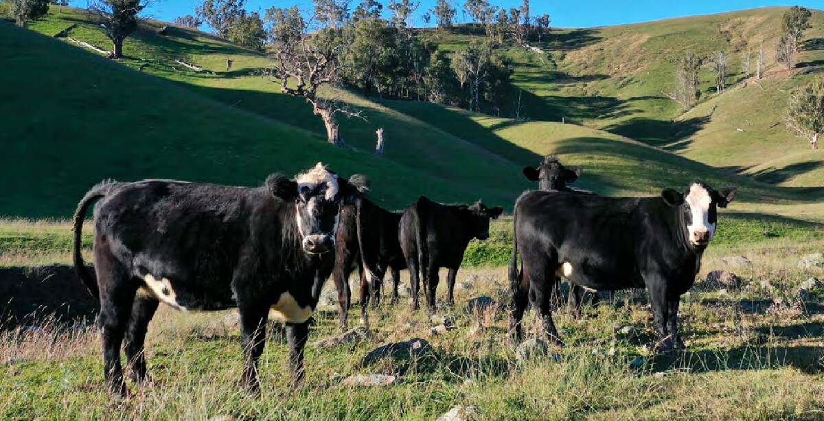 In recent years Scotts Creek has carried 500-plus breeding cows.