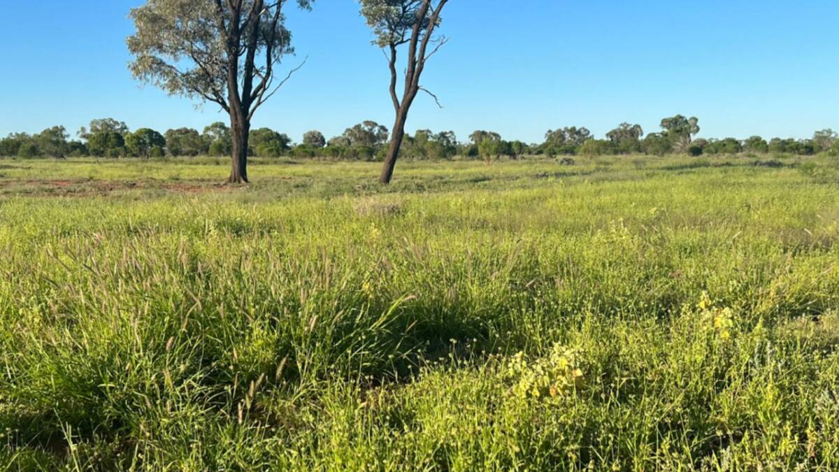 Large scale sheep and goat enterprise Talbalba Aggregation is on the market for $40 million or $200/acre. Picture supplied