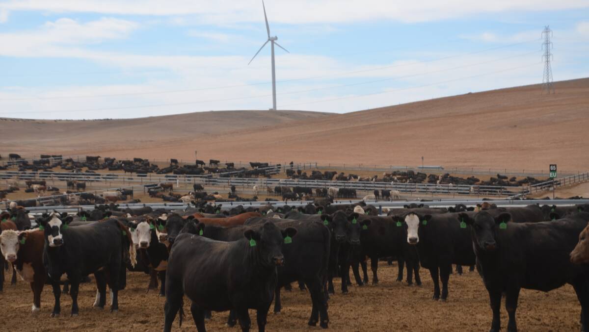 Princess Royal has a 13,000 head feedlot which is being increased to 18,000 head.