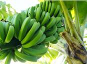Scientists are developing a prototype robot arm that is set to make the processing of large bunches of bananas more efficient. Picture supplied