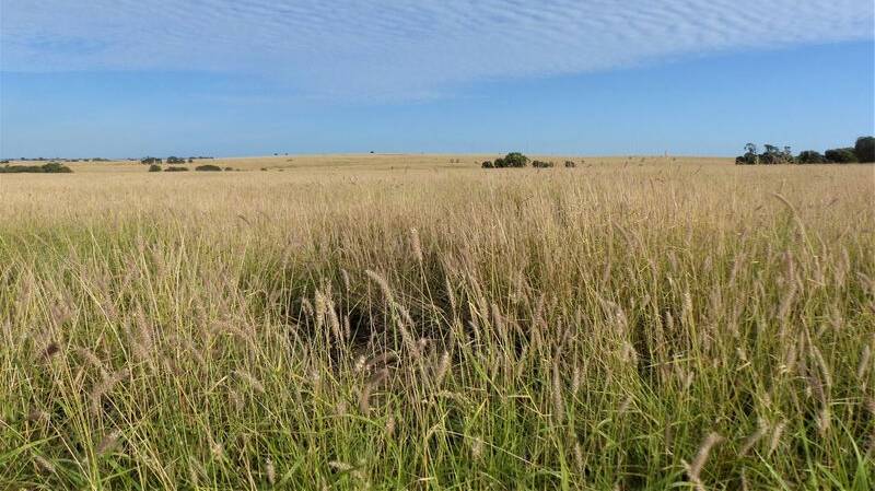 Buffel grass pastures dominate Hurdle Estate.