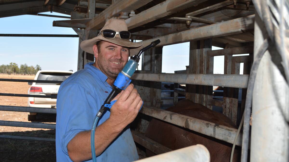 Manchee Agriculture's Simon Varcoe at work in the cattle yards.