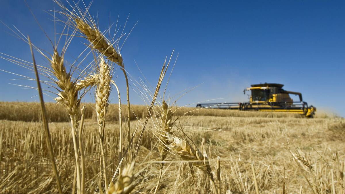 Hot and dry weather has cut Russian wheat production, but has helped lift quality.