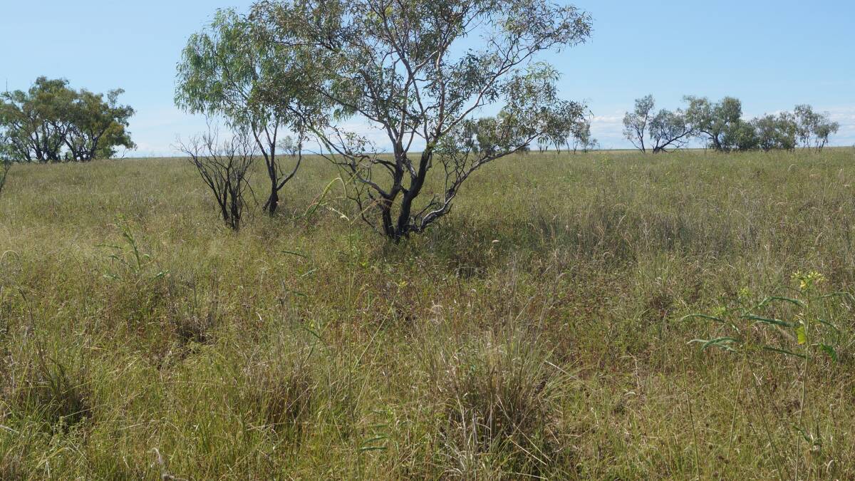 Sandalwood at Hughenden covers 16,060 hectares of principally downs country estimated to run 2100 adult equivalents.