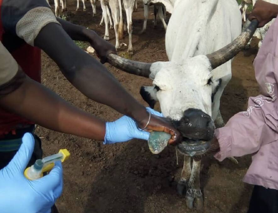 Professor Peter Windsor from The University of Sydney is also trialing the use of Tri-Solfen for controlling foot and mouth disease in Nigeria.