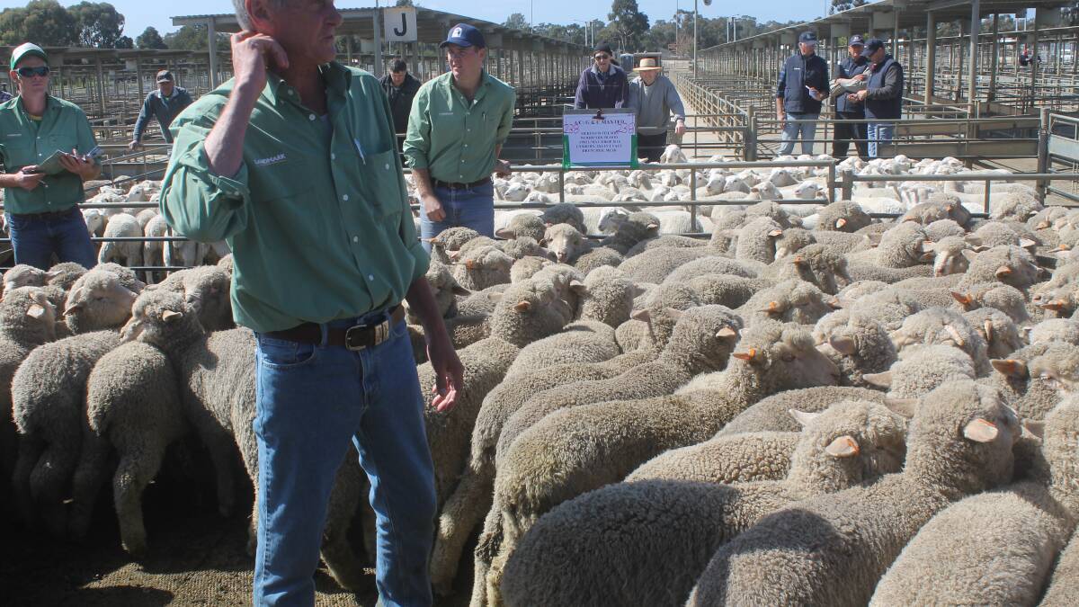 Enormous result for Bendigo store lambs