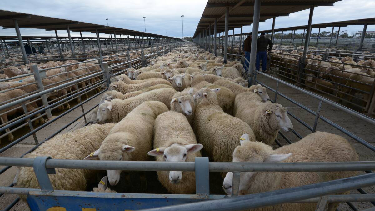 SA Livestock Exchange sheep and cattle results