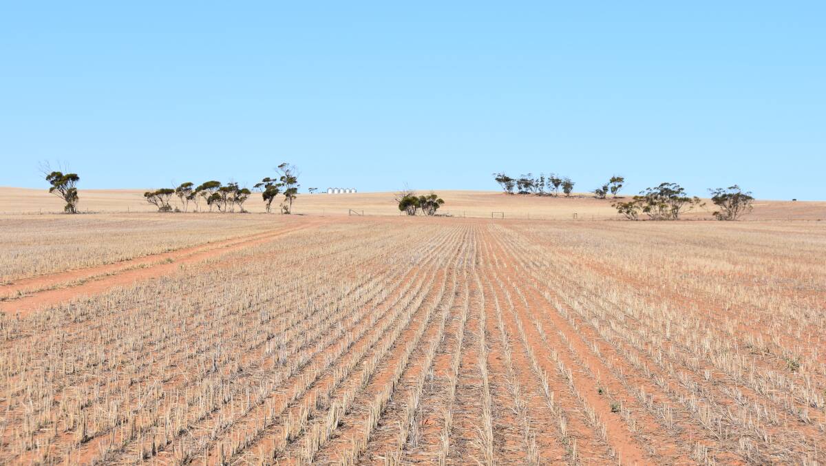 STUBBLE MAGIC: The two properties have a “simple rotation” of wheat and barley, followed by pastures.