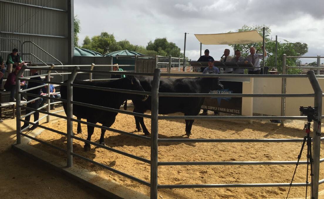 Cattle in the ring at Stoney Point's stage one dispersal sale. Photo: CATHERINE MILLER