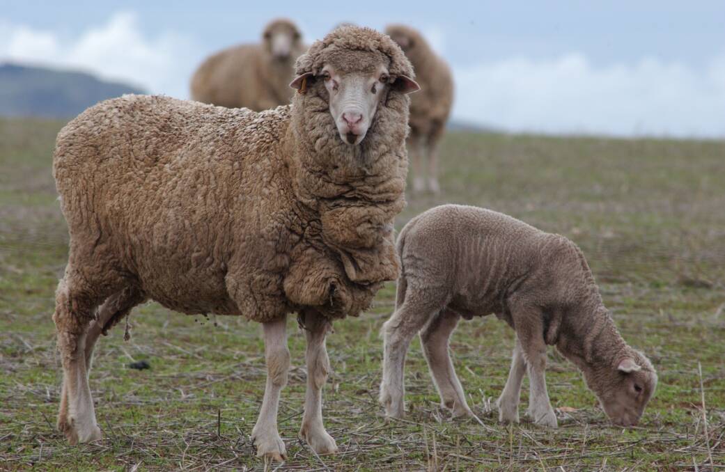 Should Merino breeders use ASBVs more? | POLL