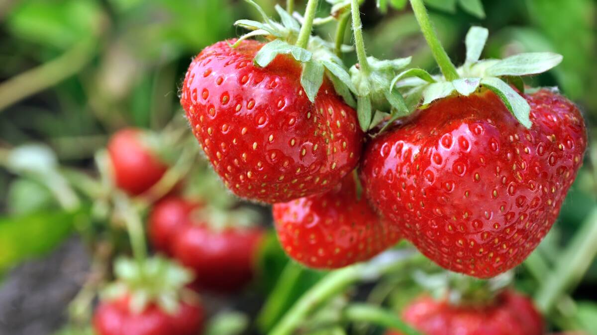 Thousands of people have signed up to pick strawberries in Qld, following the sector's decision to hold a 'labour lottery'. Photo: SHUTTERSTOCK
