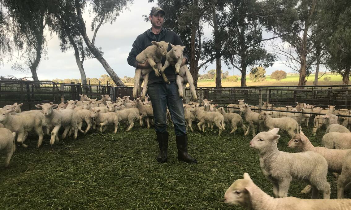 HUGE DEMAND: James Trott, Little Cope, Keilira, joins Merino ewes to Border Leicester rams from Castle Camps stud, Keith, targeting the ever-popular first-cross lamb market.