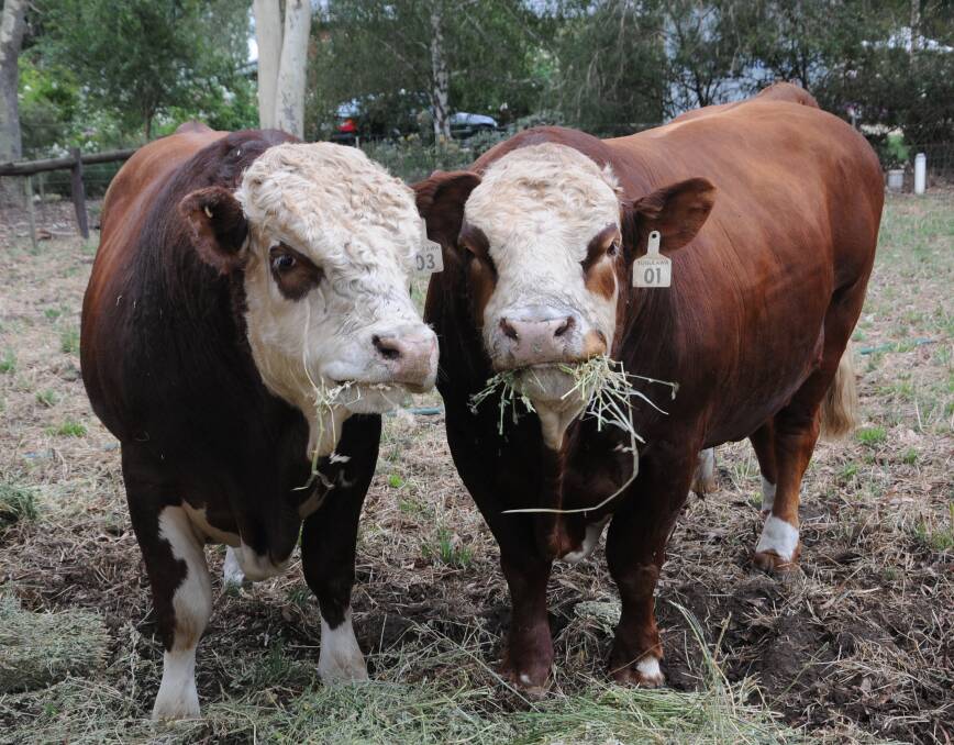 Insuring beef cattle in Australia