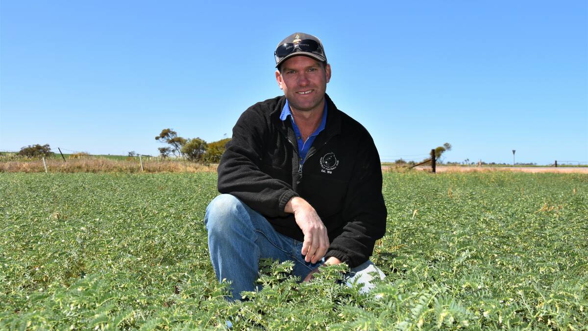 STEADY GROWTH: Grant Pontifex, Paskeville, said chickpea crops sown on May 20 were still in need of more rain, despite growing well, and should be ready to harvest in late November. 