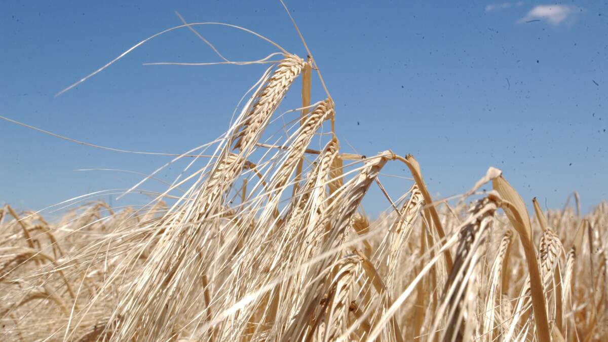 Have your say on barley prices | POLL