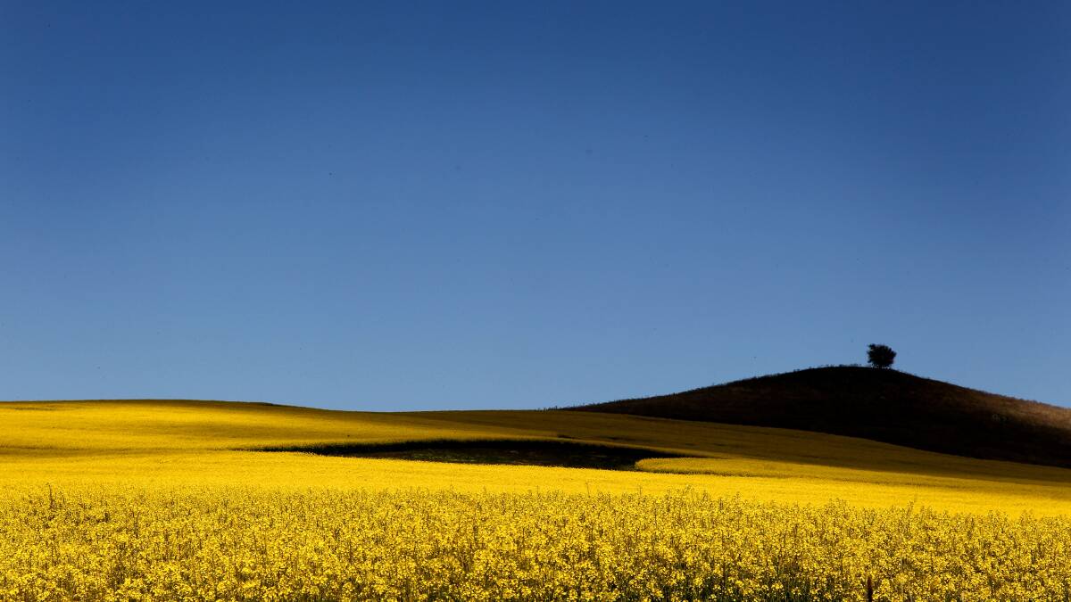 Genetically-modified canola varieties will not be able to be grown in SA for at least the next seven years after the state's moratorium was extended to 2025.