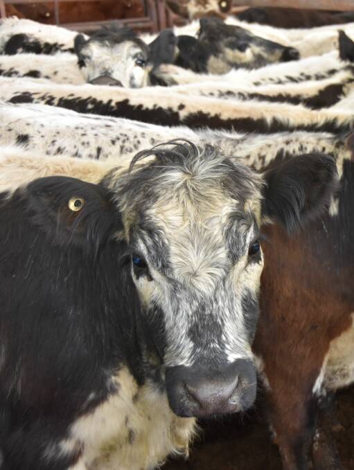 SE SALE: Hayward cattle.