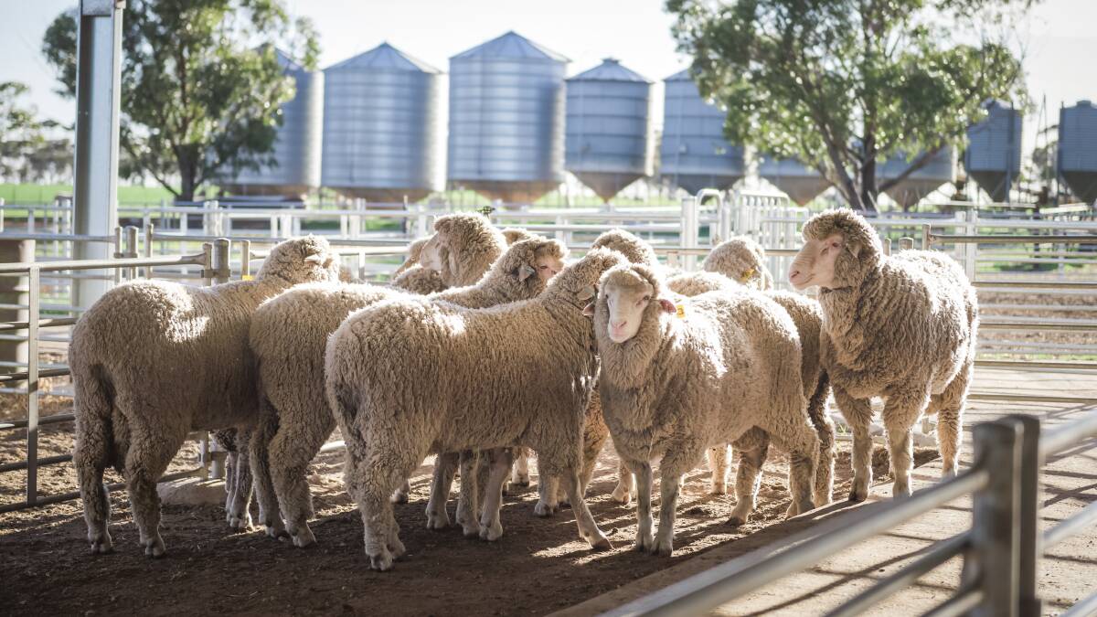 SALE-O: Karawatha Park sold 470 rams last year, with full clearance at their on-property sale and more sold through private selection.
