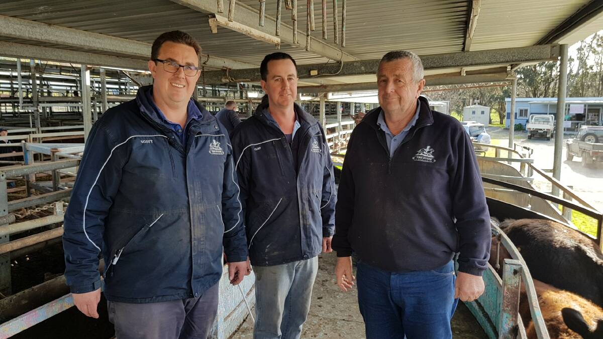 Pro-Stock Livestock's Scott, Clint and Kym Endersby in their Mount Compass saleyards.