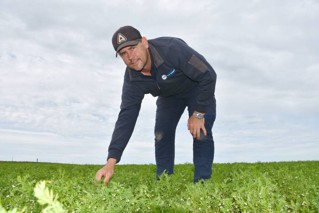 PROFITABLE PULSE: Yorke Peninsula farmer Mark Rundle in his Hurricane lentils at Kulpara, which are travelling well after recent mild weather. 