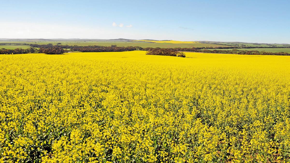 MAJOR PRODUCER: Canada is a key competitor to Australia on the global grains and oilseeds market, especially for canola.