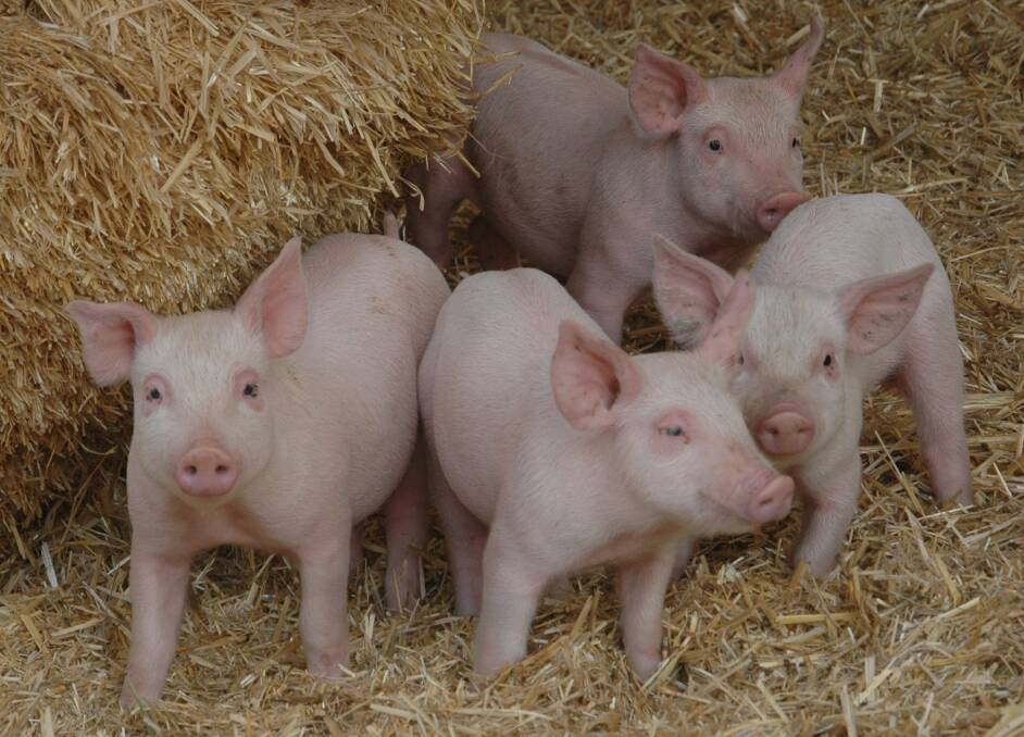 Do pig producers need govt support? | POLL