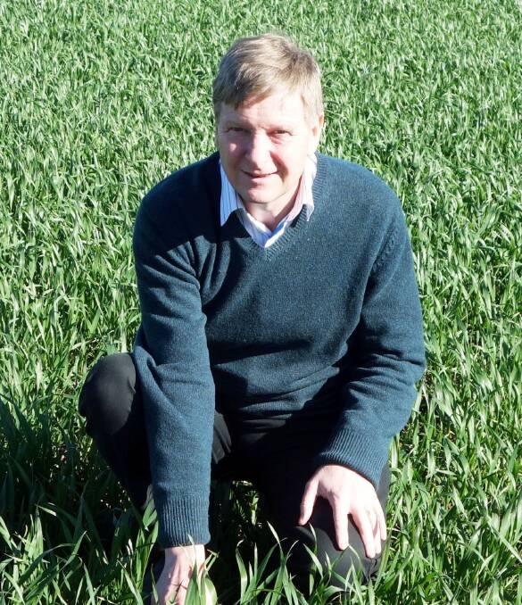 CHECK PADDOCKS: The University of Adelaide's Chris Preston said barley grass found on the YP was 10-fold herbicide resistant, which means growers will need 10 times the usual amount of glyphosate to control it. 