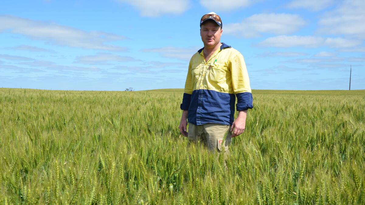 GREAT CROPS: McPiggery cropping manager Sam Venning in a fantastic crop of Corack wheat in the 2016 season.