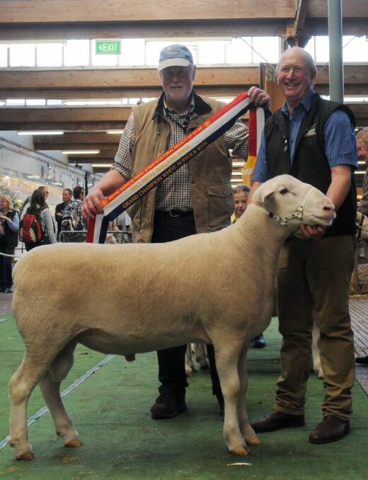 Ian Turner presents Peter Button, Ramsay Park, Minlaton, with the grand champion White Suffolk ram ribbon at the 2017 Royal Adelaide Show.