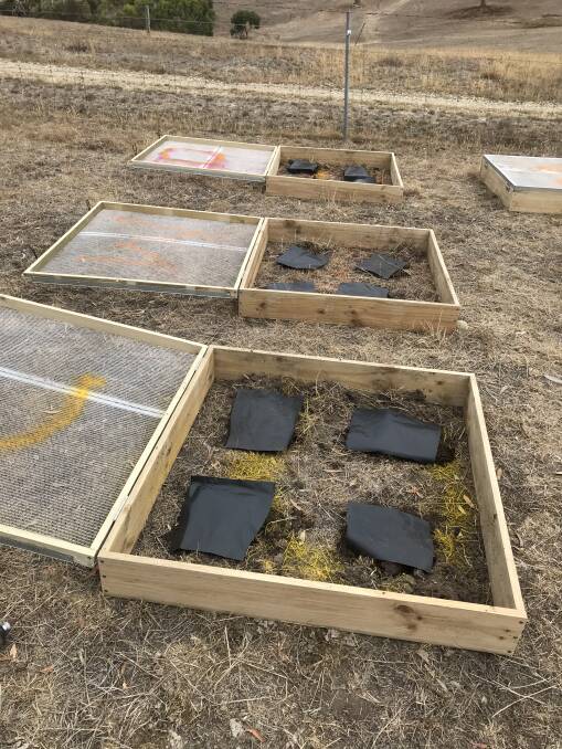 ON-FARM TRIAL: Small, on-ground nursery-cages will be used to house spring-active dung beetles as part of a trial. Photo: BERNARD DOUBE