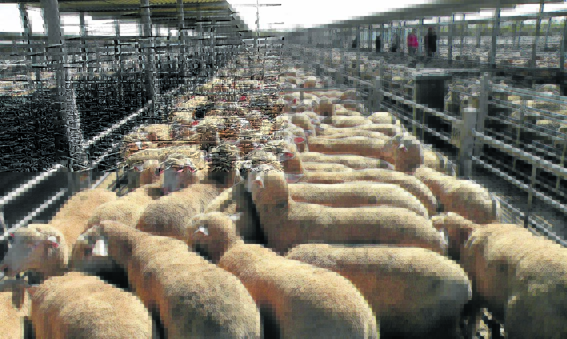 Many missing out as lambs reach new highs