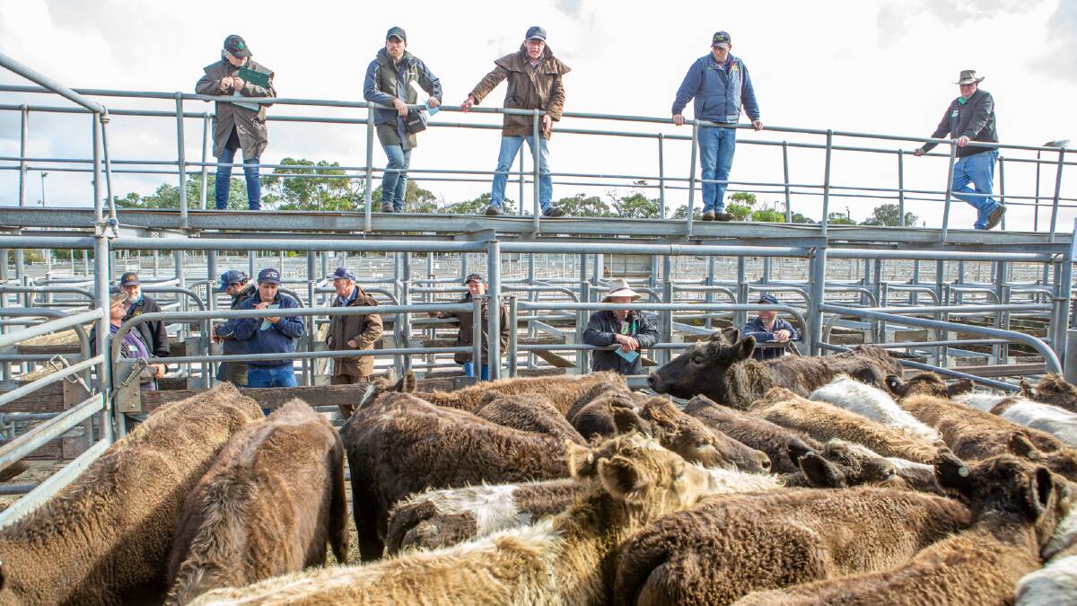 Fierce competition for SE cattle
