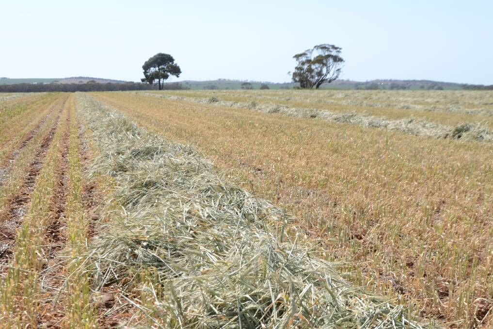 Have you had to cut crops for hay? | POLL