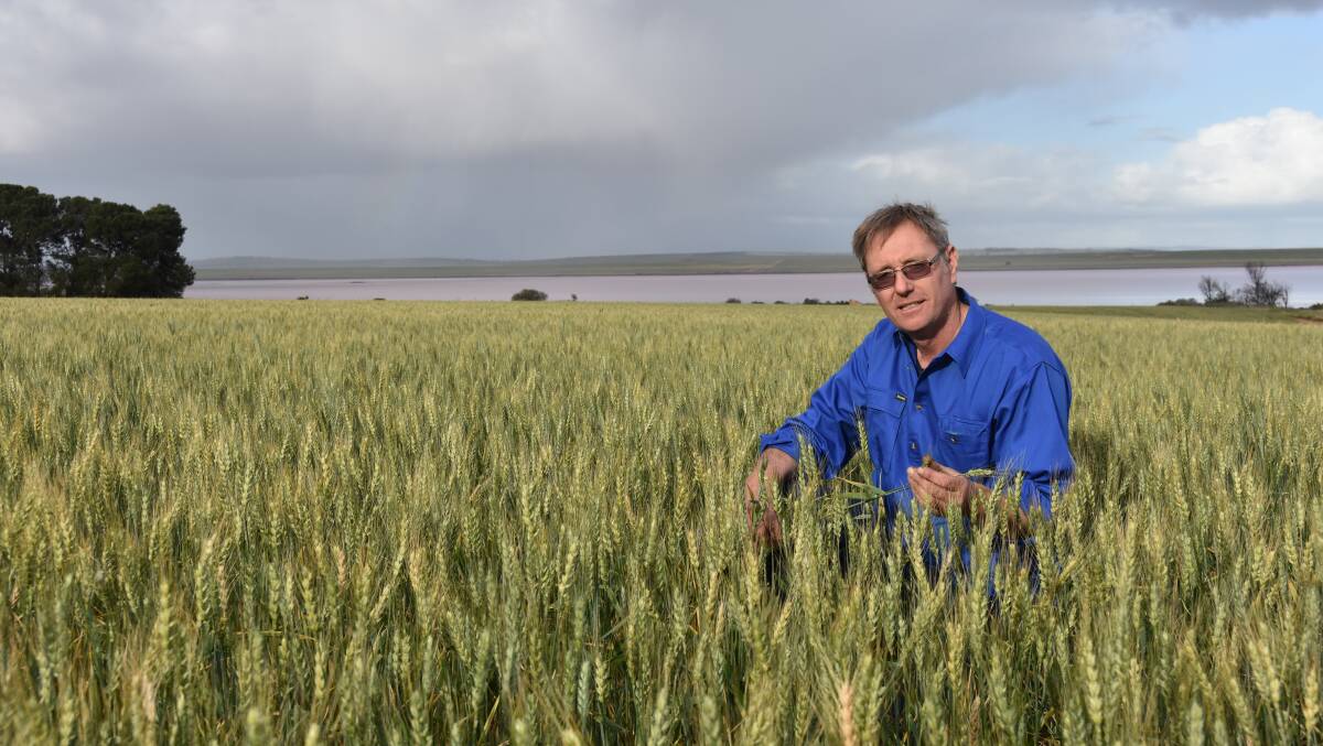 Lochiel grower Nick Ottens says recent rain has given his crops the potential to fill properly.