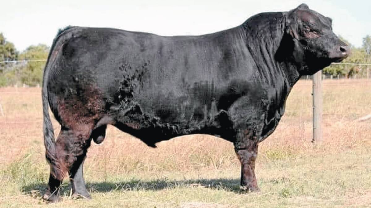 Peter and Phoebe Eckermann at Aruma Limousin are showcasing Oakwood B-Boy by Oakvale Dude (P) from Oakwood Cudle Pie (P).