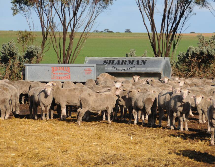 STAY FOCUSED: Strong returns for sheep may have meant many producers are not doing the 'one percenters' well.