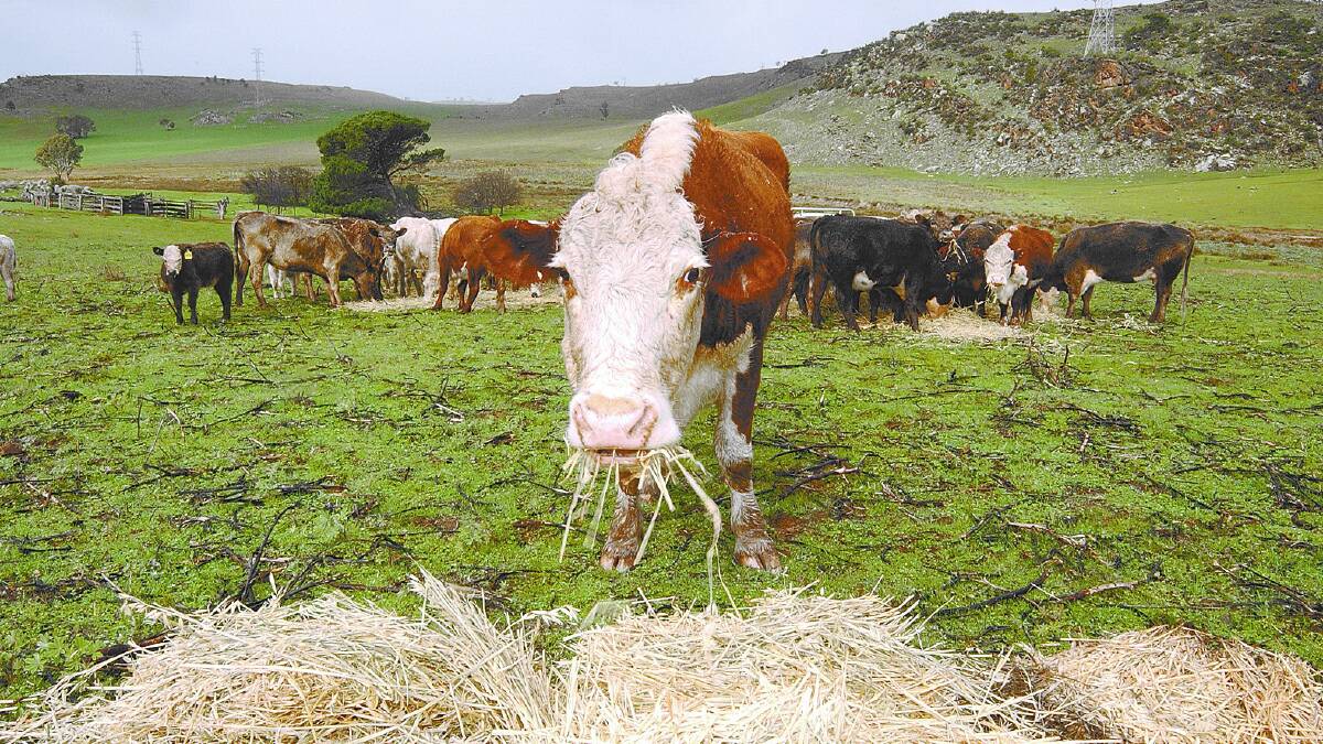 Do we need multi-breed beef EBVs? | POLL