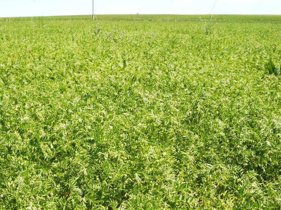 AREA INCREASED: The 2020-21 SA lentil crop is expected to be above the five-year average and the largest area sown to lentils in the past five years, according to PIRSA.