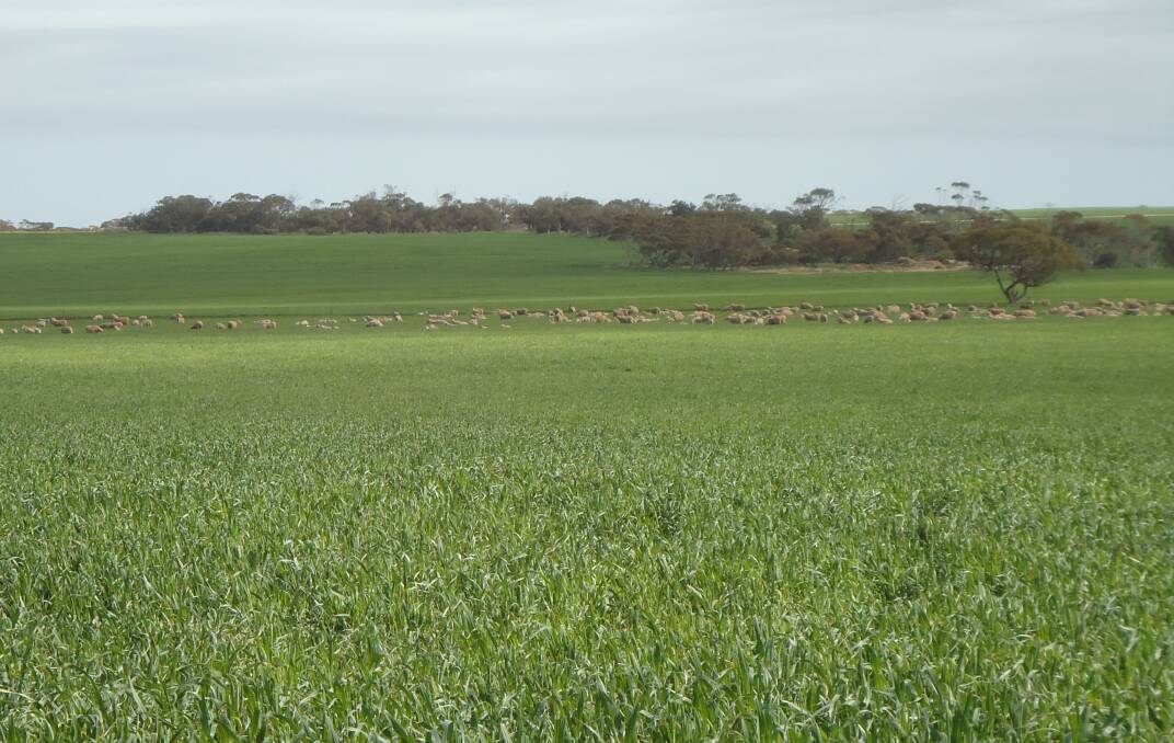 MONITOR STOCK: Producers are urged to consider using electric fencing to divide large paddocks. If cereals are under-grazed, some varieties will run up to head early.