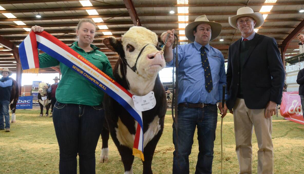RULING SIRE: Hannah Bourke, Neogen Australasia, sashes senior champion bull, Allendale Imperial N114, held by Alastair Day, with judge Steve Reid, Millmerran, Qld.