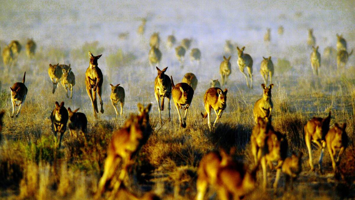 HOPPING MAD: Rising numbers of kangaroos have placed significant grazing pressure on properties, eating pasture sheep and cattle would otherwise consume. 