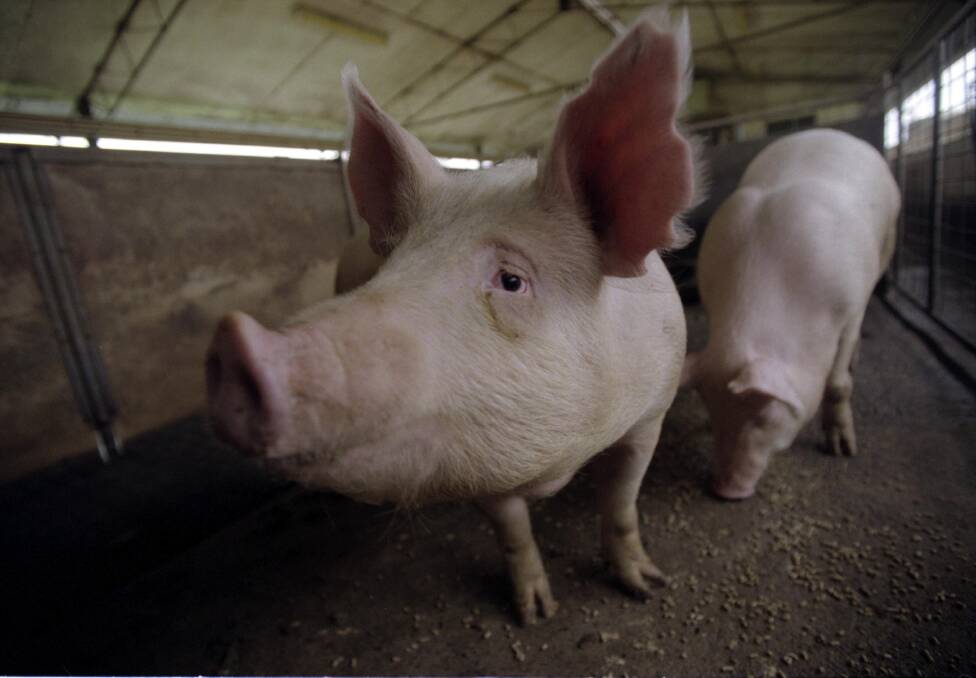 BE VIGILANT: Rigid biosecurity protocols are considered the Australian pork industry's best hope for keeping African swine fever at bay.