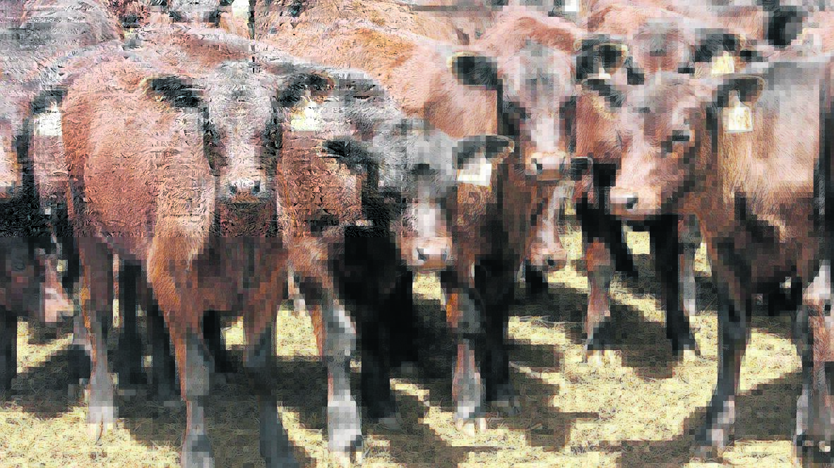 Is Twiggy's attack on beef processors fair? | POLL